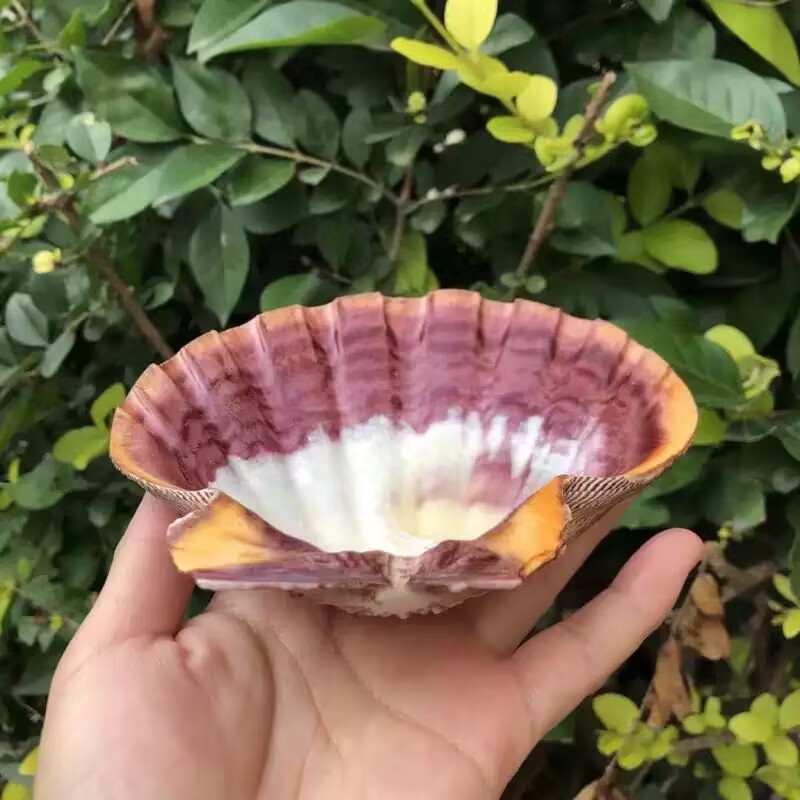 New Natural Queen Scallop Slic - огляд і ціна Aquarium Queen Fish