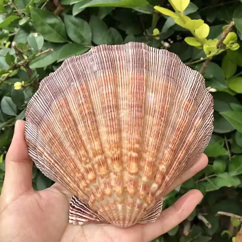 New Natural Queen Scallop Slic - огляд і ціна Aquarium Queen Fish