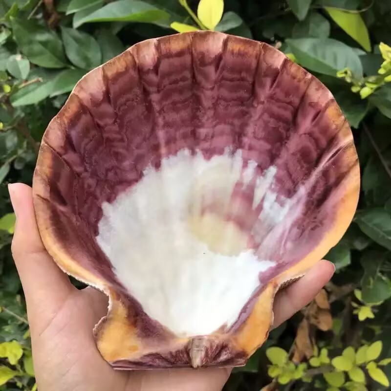 New Natural Queen Scallop Slic - огляд і ціна Aquarium Queen Fish